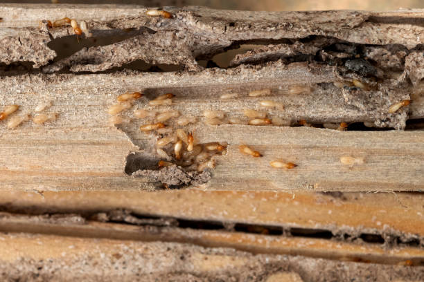 Best Residential Pest Control  in Perry, OH